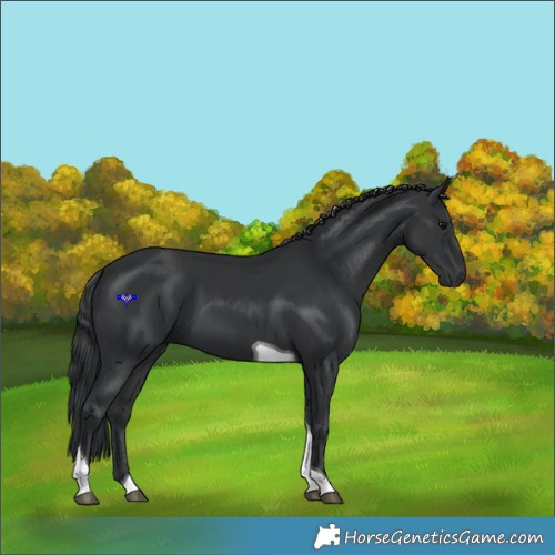 Horse Color:Black Tobiano 