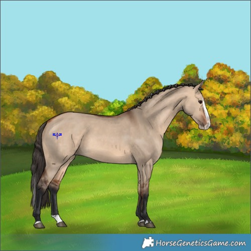 Horse Color:Bay Dun Splash 