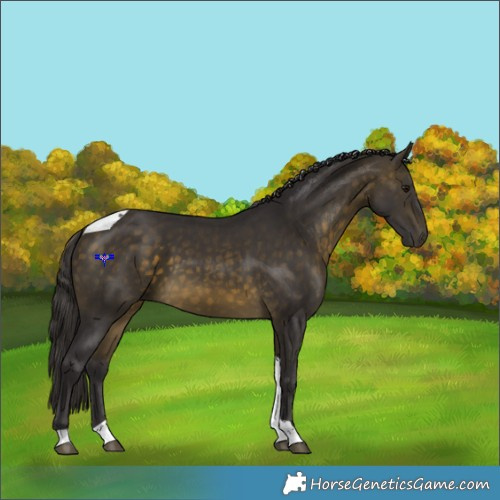 Horse Color:Buckskin Tobiano 