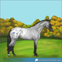 Horse Color:Blue Roan Appaloosa 