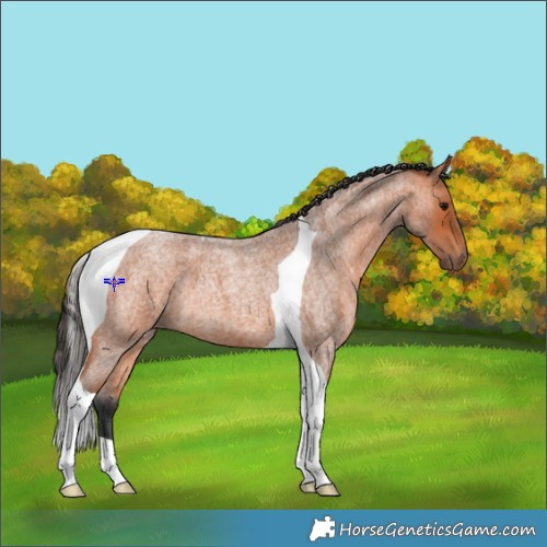 Horse Color:Bay Roan Tobiano 