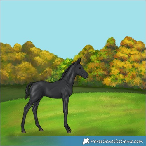 Horse Color:Black 