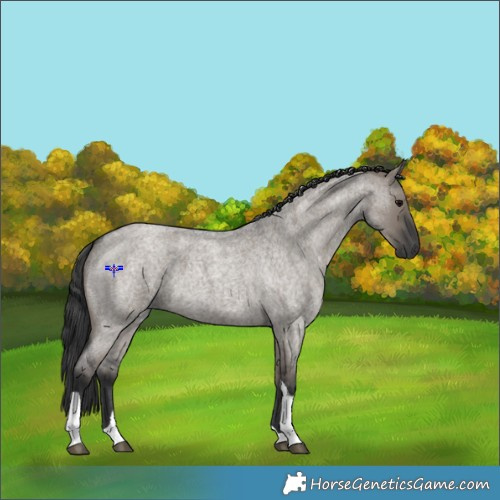 Horse Color:Grullo Roan Tobiano