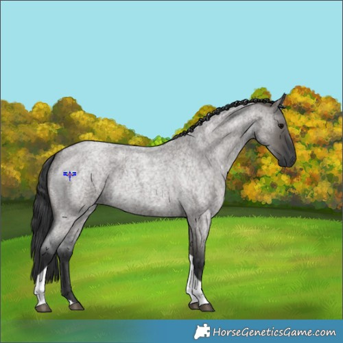 Horse Color:Grullo Roan Tobiano 