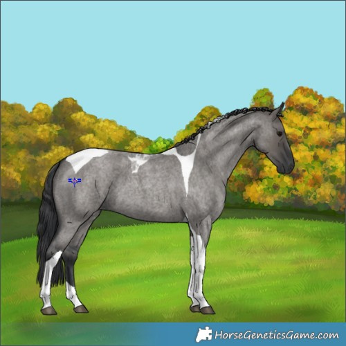 Horse Color:Grullo Roan Tobiano