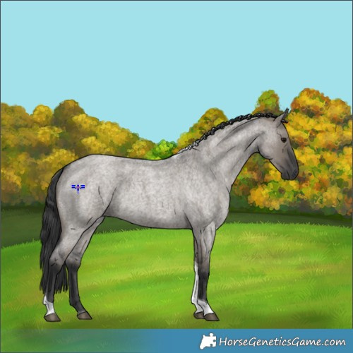 Horse Color:Grullo Roan Tobiano 