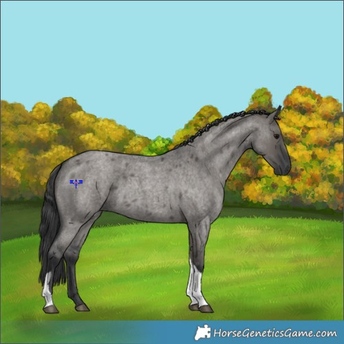 Horse Color:Grullo Roan Tobiano 