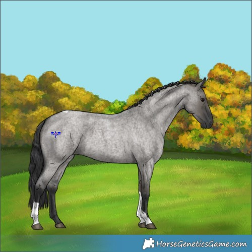 Horse Color:Grullo Roan Tobiano 