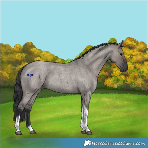 Horse Color:Grullo Roan Tobiano 