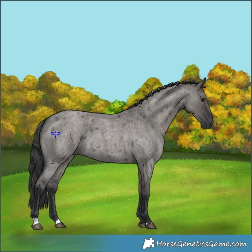 Horse Color:Grullo Roan Tobiano 