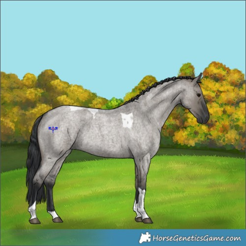 Horse Color:Grullo Roan Tobiano