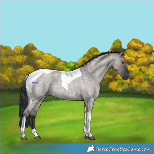 Horse Color:Grullo Roan Tobiano 