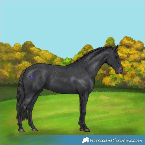 Horse Color:Black Appaloosa Rabicano