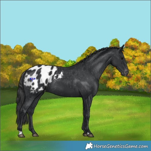 Horse Color:Black Appaloosa Rabicano 
