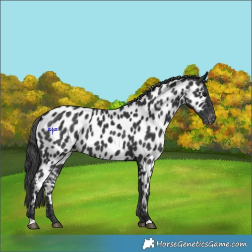 Horse Color:Black Appaloosa Rabicano 