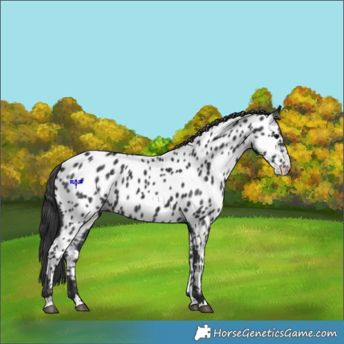 Horse Color:Black Appaloosa Rabicano 