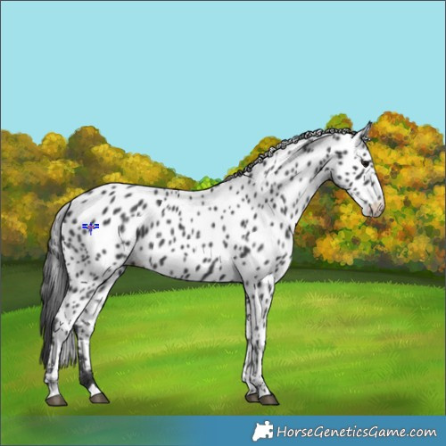 Horse Color:Black Appaloosa Rabicano 