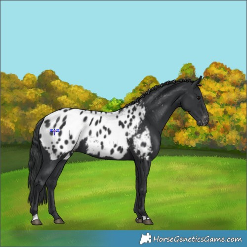 Horse Color:Black Appaloosa Rabicano 