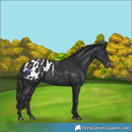 Horse Color:Black Appaloosa Rabicano 
