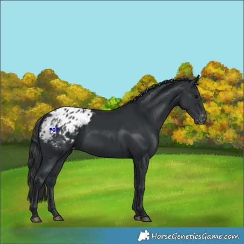 Horse Color:Black Appaloosa Rabicano 