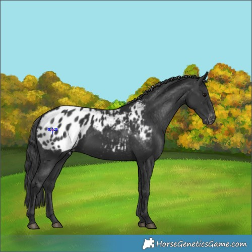 Horse Color:Black Appaloosa Rabicano 