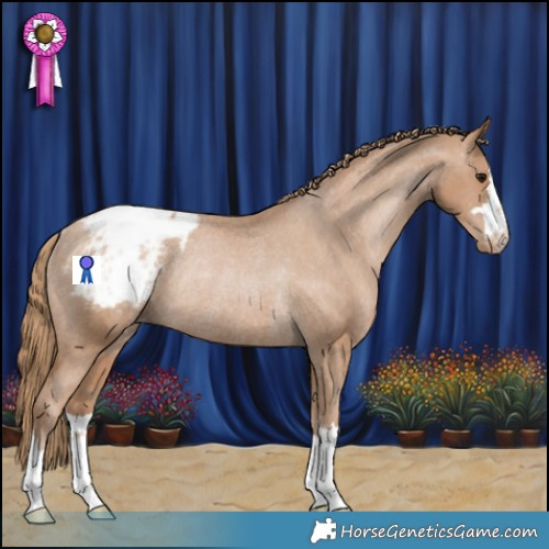 Horse Color:Black Pearl Snowcap Rabicano 