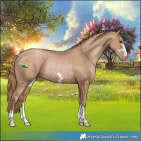 Horse Color:Black Pearl Appaloosa Rabicano 