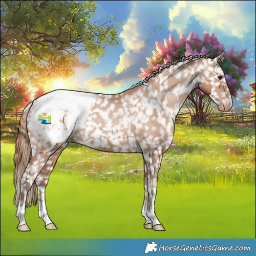 Horse Color:Black Pearl Appaloosa Rabicano 