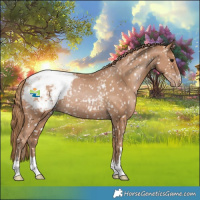 Horse Color:Black Pearl Appaloosa Rabicano 