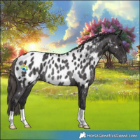 Horse Color:Smoky Black Near Leopard Rabicano 