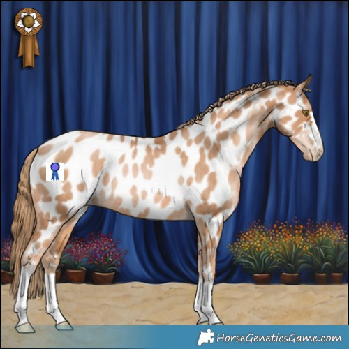 Horse Color:Chestnut Pearl Appaloosa Rabicano 