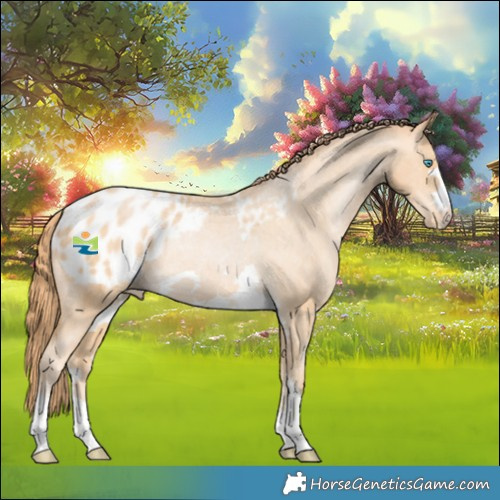 Horse Color:Buckskin Pearl Appaloosa Rabicano 