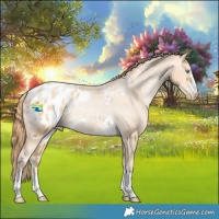 Horse Color:Buckskin Pearl Blanket Rabicano 