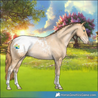 Horse Color:Smoky Black Pearl Appaloosa Rabicano 