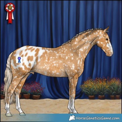 Horse Color:Palomino Appaloosa Rabicano 
