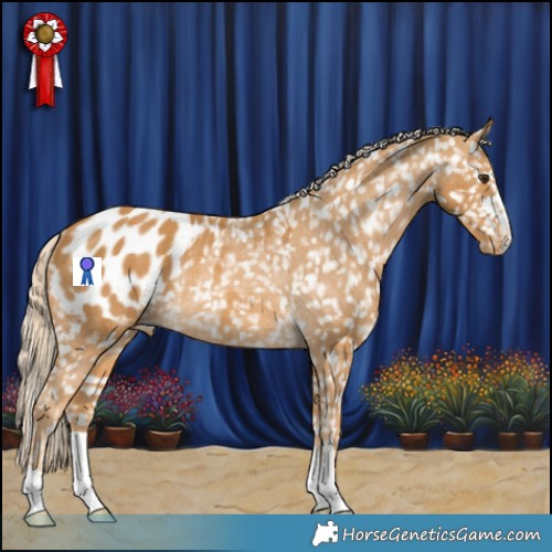 Horse Color:Palomino Appaloosa Rabicano 