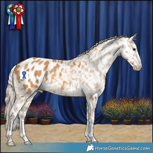 Horse Color:Palomino Blanket Rabicano 