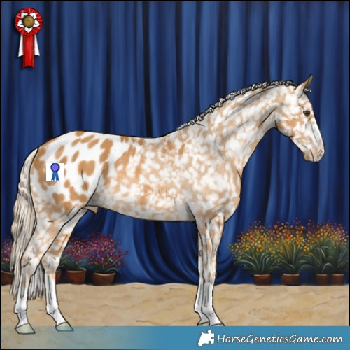 Horse Color:Palomino Appaloosa Rabicano 