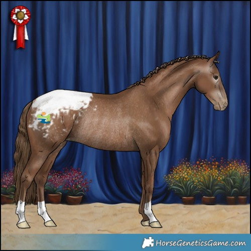 Horse Color:Gray Black Pearl Appaloosa Rabicano 