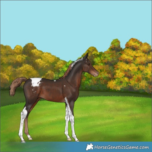Horse Color:Liver Chestnut Tobiano Varnish 