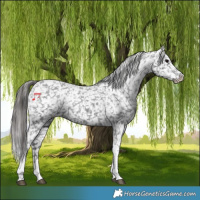 Horse Color:Black Tobiano Appaloosa 