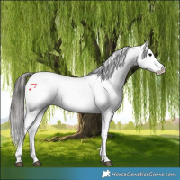 Horse Color:Black Tobiano Appaloosa 