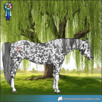 Horse Color:Black Tobiano Snowflake Varnish
