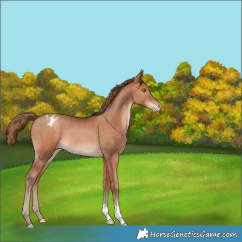 Horse Color:Brown Pearl Varnish 