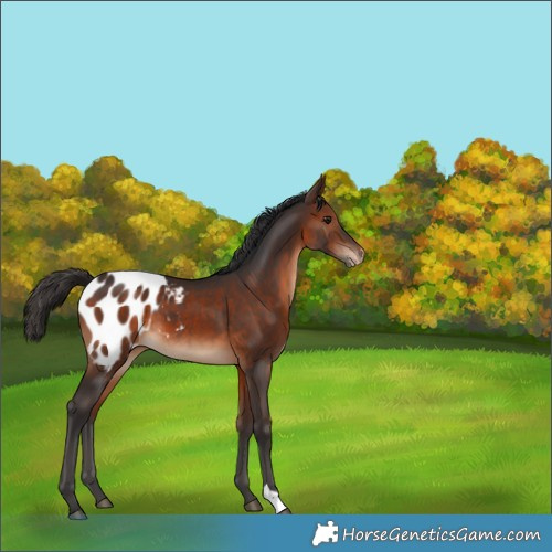 Horse Color:Brown Appaloosa 