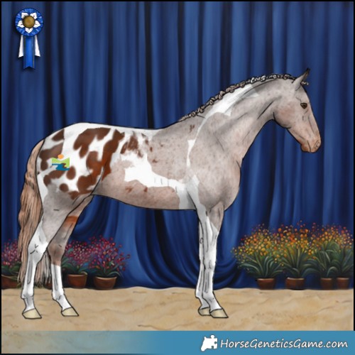 Horse Color:Liver Chestnut Tobiano Appaloosa 