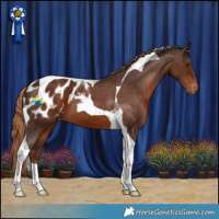 Horse Color:Liver Chestnut Tobiano Appaloosa 