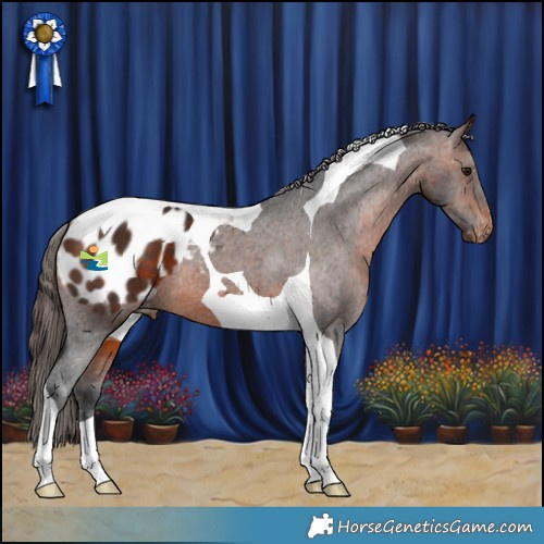 Horse Color:Brown Tobiano Appaloosa 