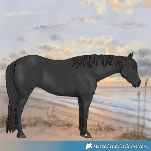 Horse Color:Black 