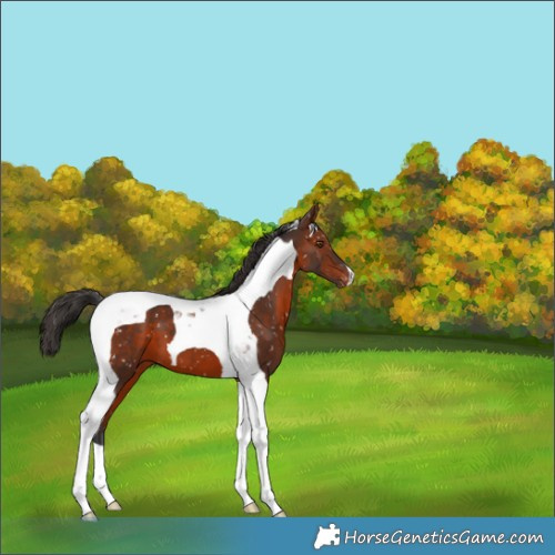 Horse Color:Bay Tobiano Snowflake Varnish